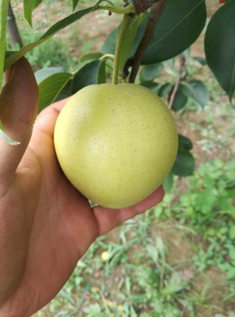 黄梨