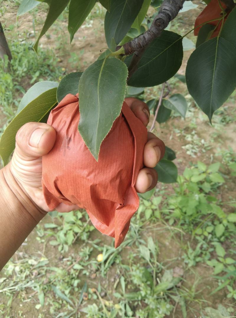 黄梨