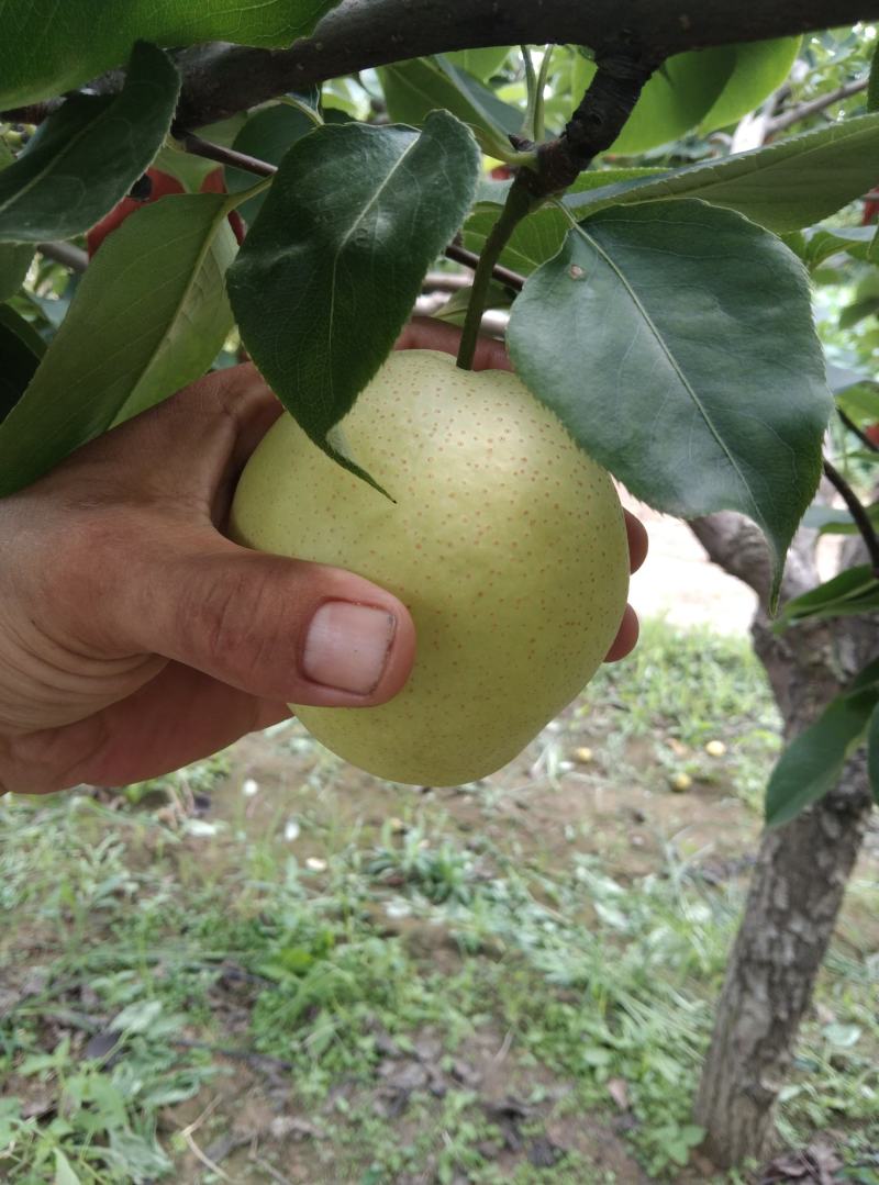 黄梨