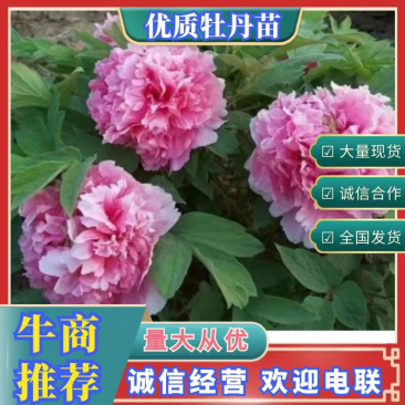 盆景.绿化.观赏多分枝删颗牡丹苗.规格齐全.量大从优