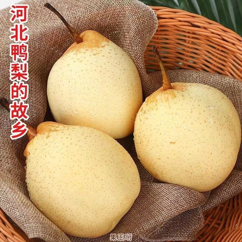 河北水晶鸭梨货源齐全，质量有保证，大量现货，一手货源