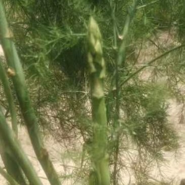 自已种植的芦荀，质量保证分量足