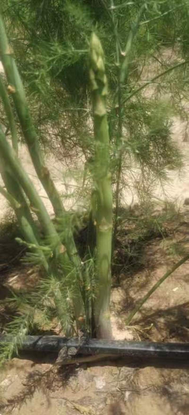 自已种植的芦荀，质量保证分量足