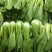 神禾长菘不老菜青梗菜种子四季播鸡毛菜种籽小青菜小白菜种籽