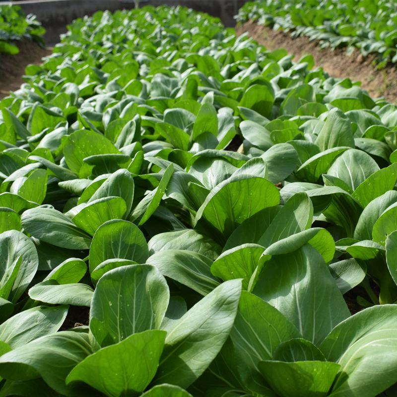 神禾长菘不老菜青梗菜种子四季播鸡毛菜种籽小青菜小白菜种籽