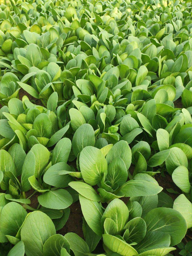 神禾长菘不老菜青梗菜种子四季播鸡毛菜种籽小青菜小白菜种籽