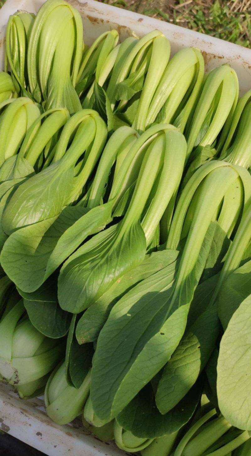 神禾长菘不老菜青梗菜种子四季播鸡毛菜种籽小青菜小白菜种籽