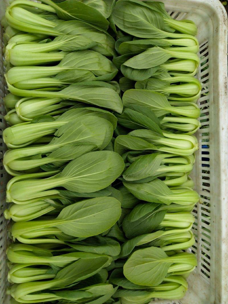神禾长菘不老菜青梗菜种子四季播鸡毛菜种籽小青菜小白菜种籽