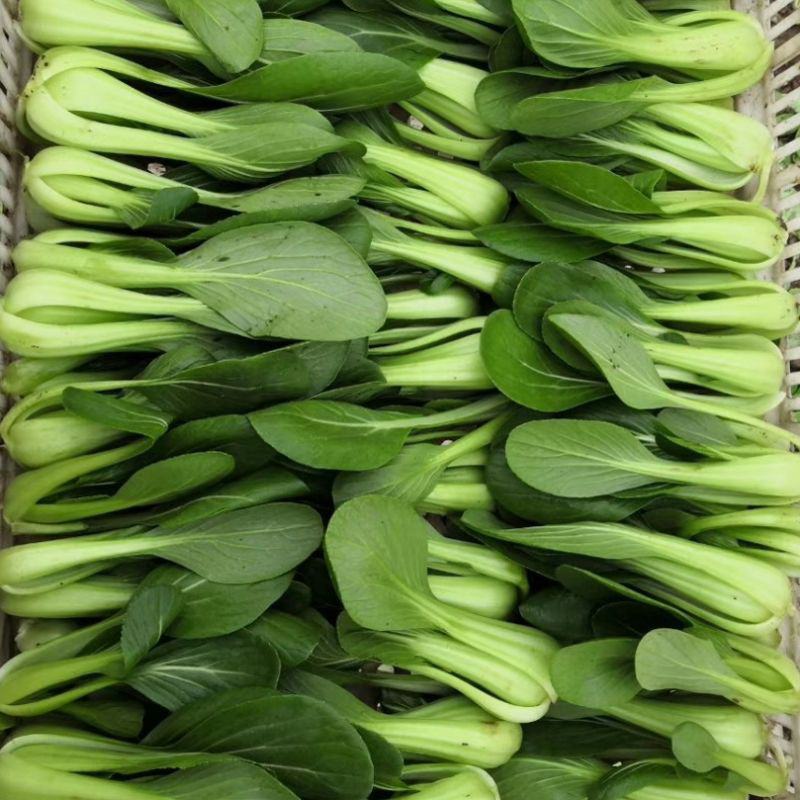 神禾长菘不老菜青梗菜种子四季播鸡毛菜种籽小青菜小白菜种籽