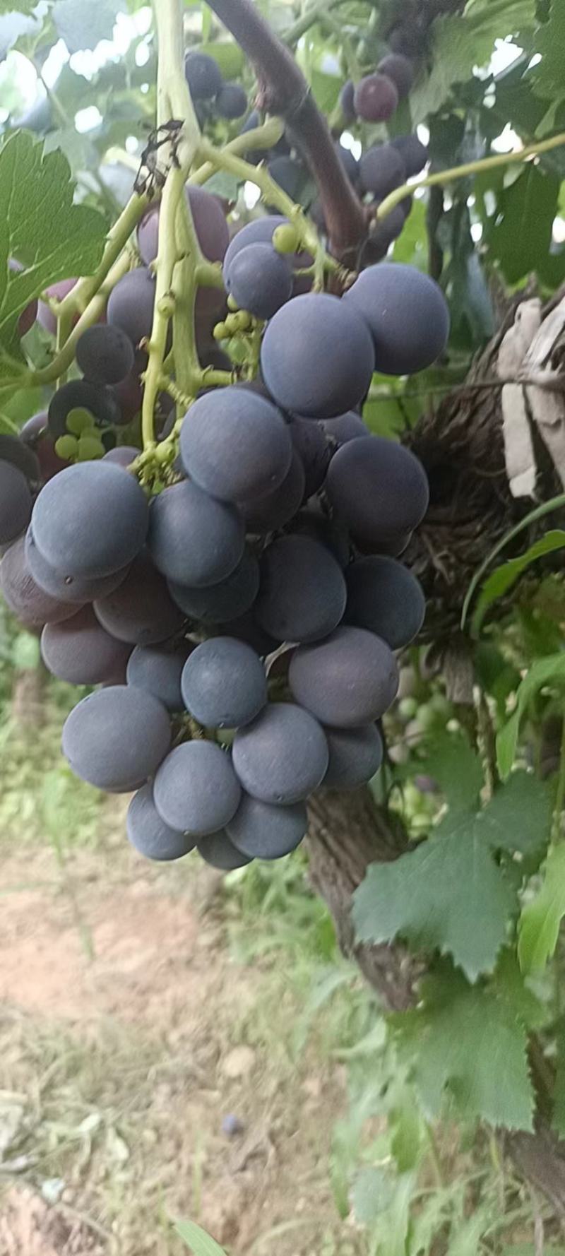 乾陵邀驾宫葡萄