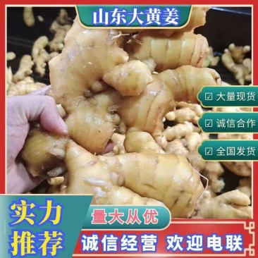 山东生姜生姜种子货源充足产地直发可视频看货