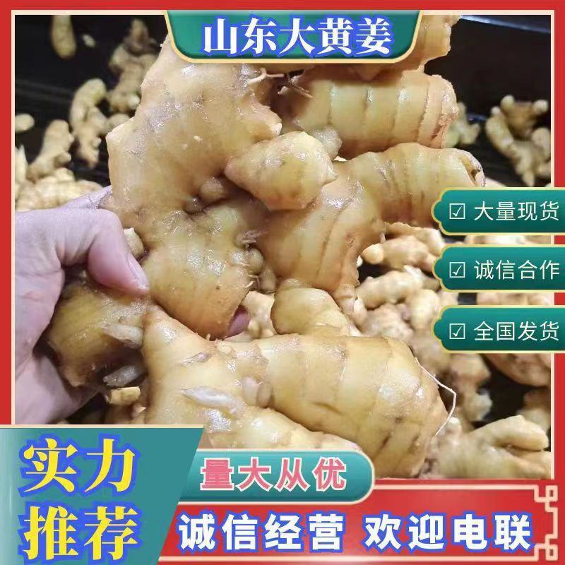 山东生姜生姜种子货源充足产地直发可视频看货