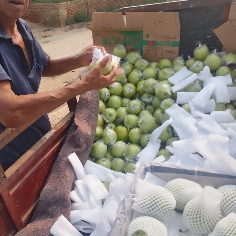 皇冠梨大量下树