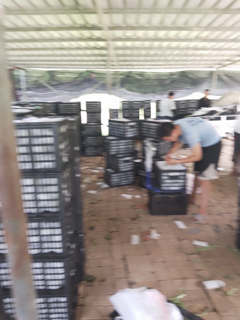 皇冠梨大量下树