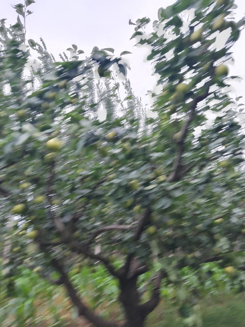 皇冠梨大量下树