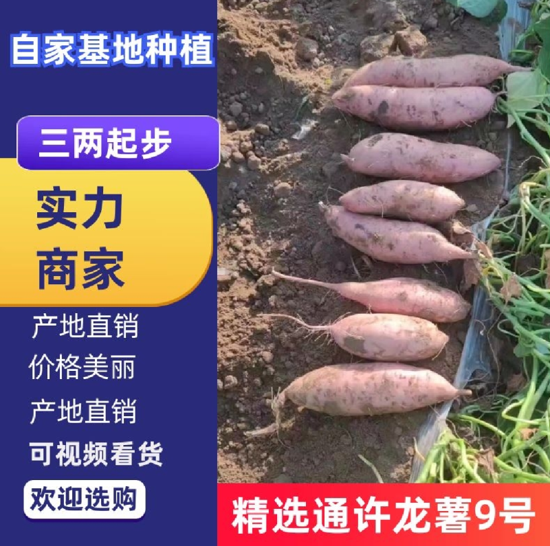 沙地红薯龙九沙地红薯一手货源品质好基地供应大量