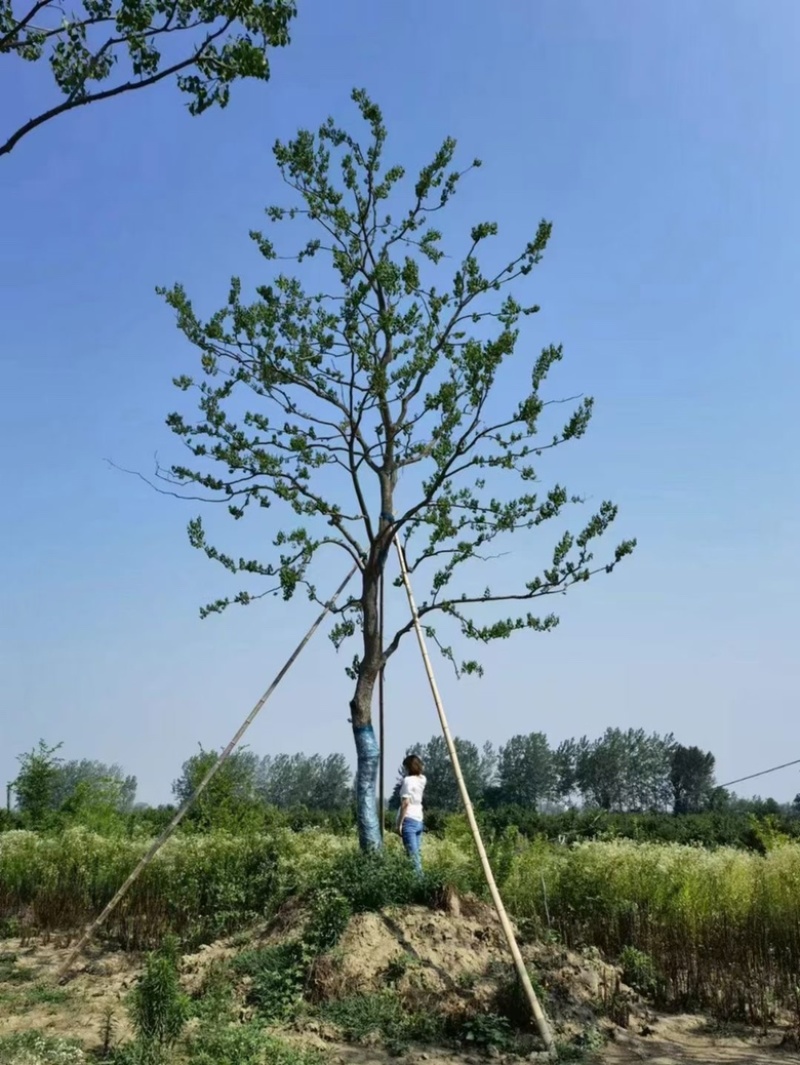 单杆乌桕、丛生乌桕、水景、点缀苗。20公分到50cm