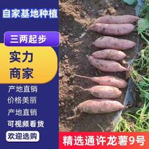 龙九红薯加工厂专用养殖场直供欢迎来电咨询