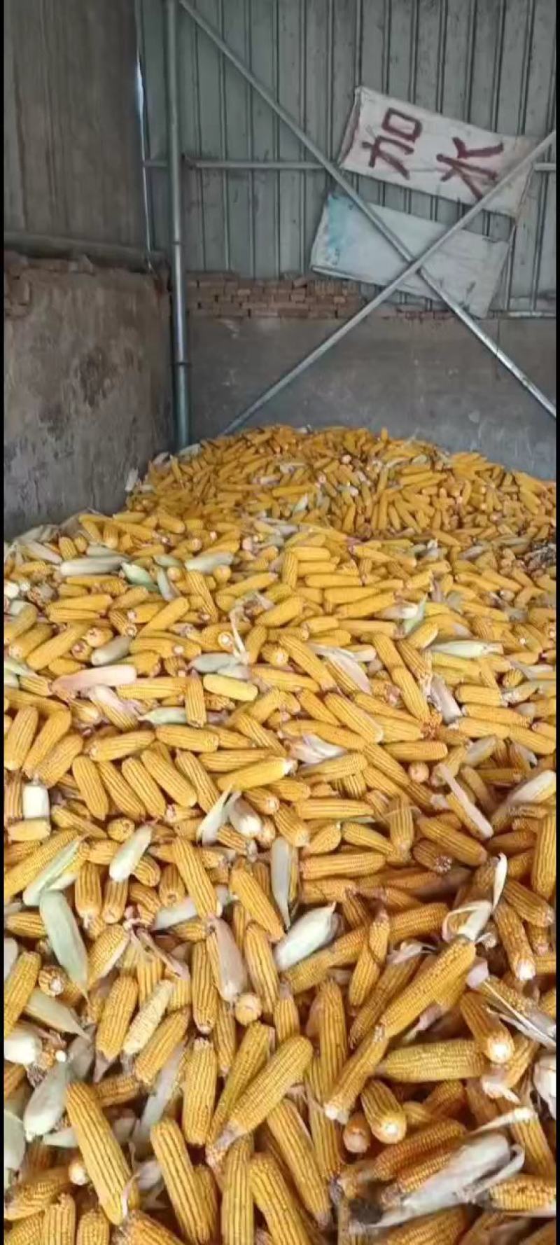 新玉米棒子大量出售