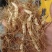 玉竹种苗湘玉竹高产质优退伍老兵用军人理念诚信经营欢迎合作