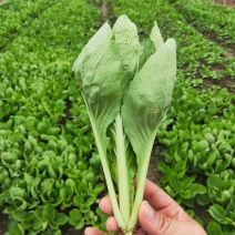 德高天鹅白甜心种子青菜种籽耐热耐雨水好吃白杆鸡毛菜小菜秧