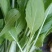 德高天鹅白甜心种子青菜种籽耐热耐雨水好吃白杆鸡毛菜小菜秧