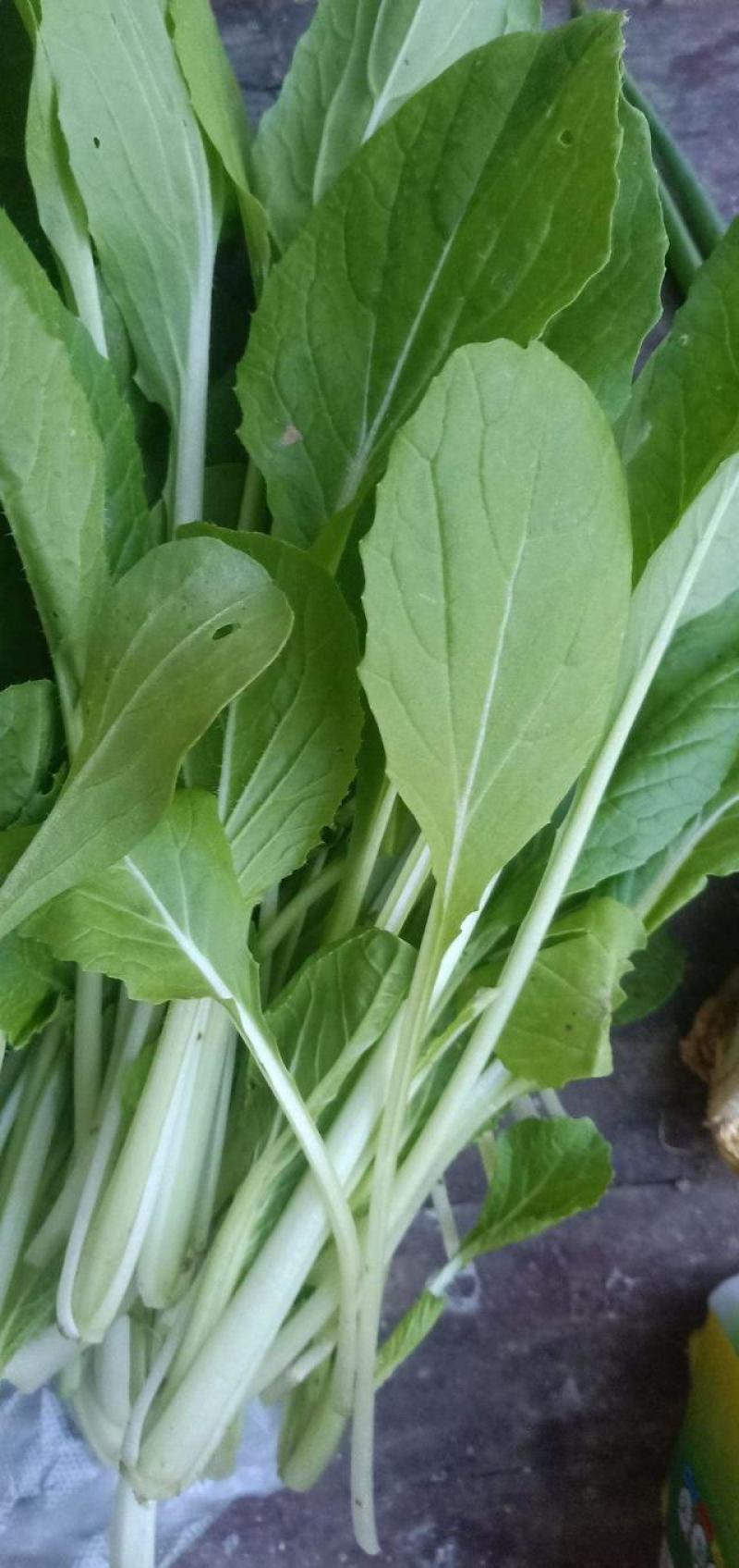 德高天鹅白甜心种子青菜种籽耐热耐雨水好吃白杆鸡毛菜小菜秧