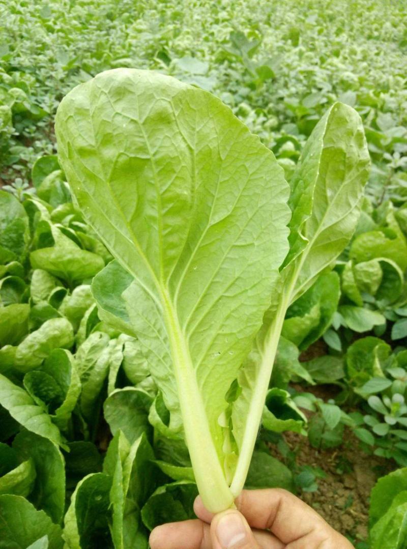 德高天鹅白甜心种子青菜种籽耐热耐雨水好吃白杆鸡毛菜小菜秧