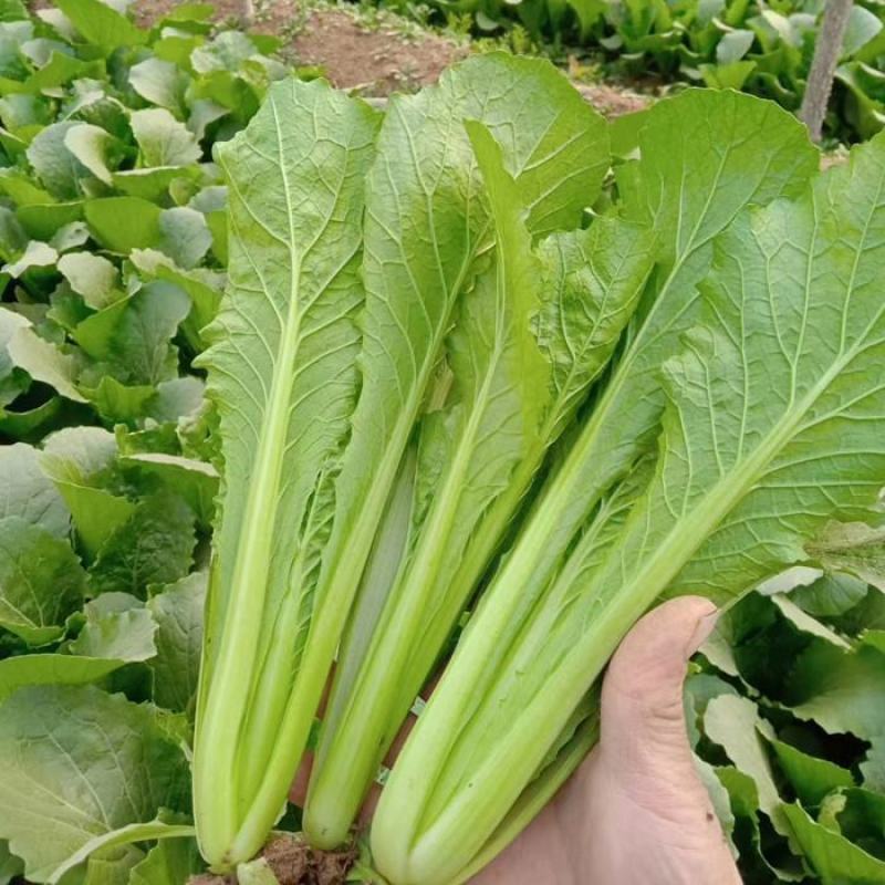 德高天鹅白甜心种子青菜种籽耐热耐雨水好吃白杆鸡毛菜小菜秧
