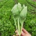 德高天鹅白甜心种子青菜种籽耐热耐雨水好吃白杆鸡毛菜小菜秧