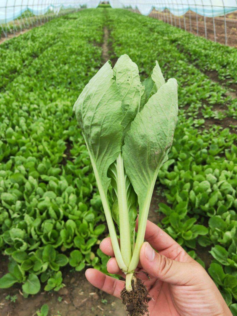 德高天鹅白甜心种子青菜种籽耐热耐雨水好吃白杆鸡毛菜小菜秧