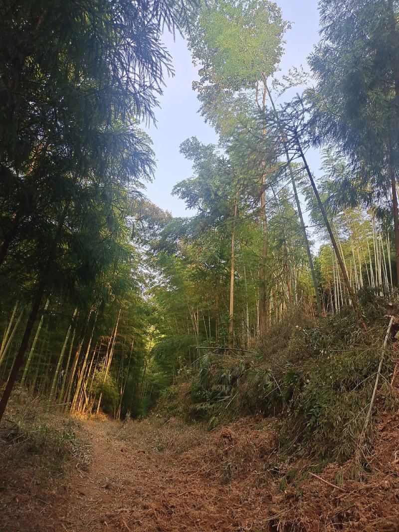 竹木绿化盆摘