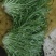 辽宁沈阳苦菊大量上市大朋货，在邯郸联邦物流园售卖