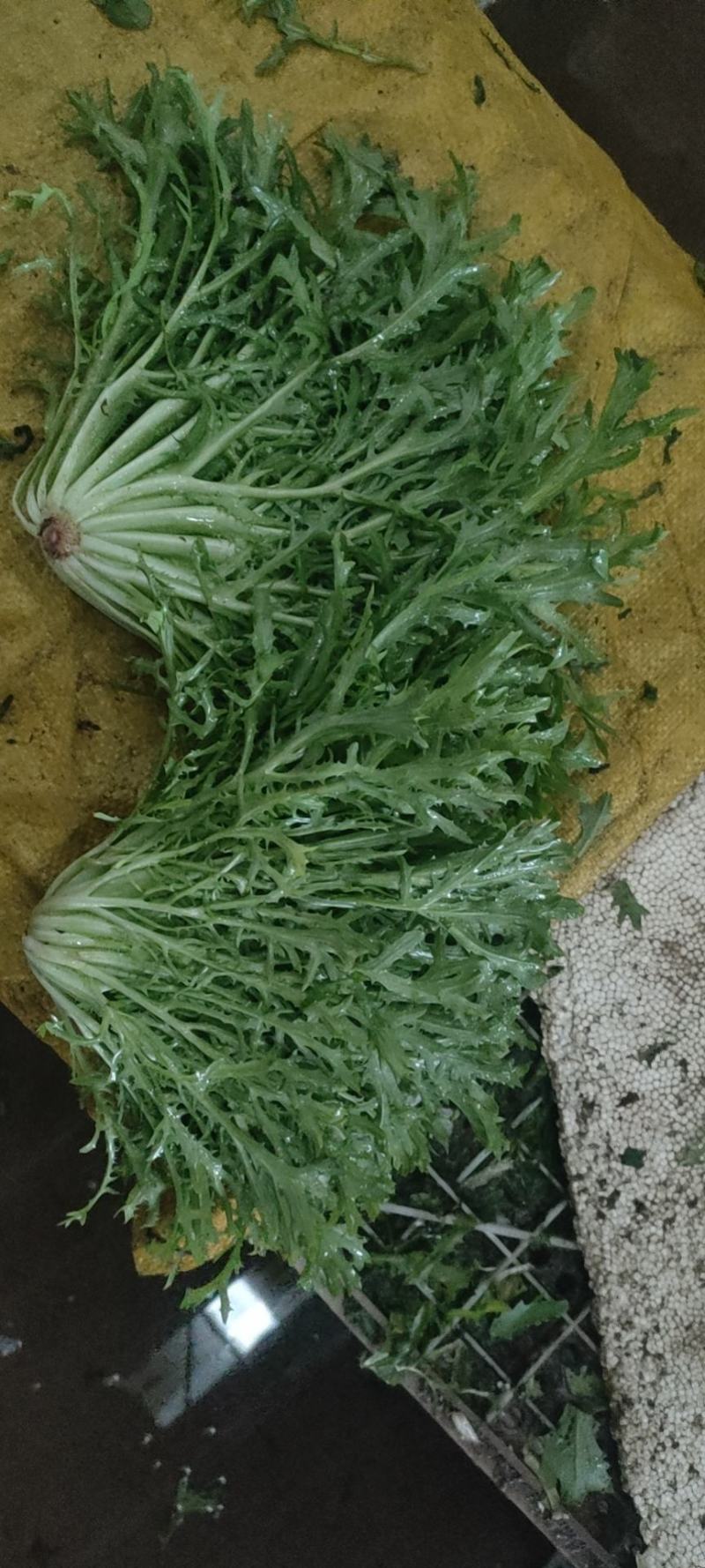 辽宁沈阳苦菊大量上市大朋货，在邯郸联邦物流园售卖