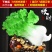 包邮招财白菜摆件仿玉石家居客厅酒架吧台办公室百财如意树脂