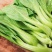 秀青1号鸡毛菜种子青梗菜小白菜早熟耐寒抗旱四季