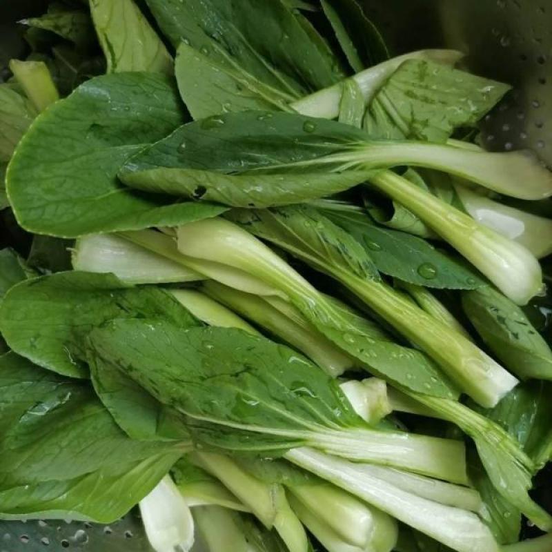 秀青1号鸡毛菜种子青梗菜小白菜早熟耐寒抗旱四季