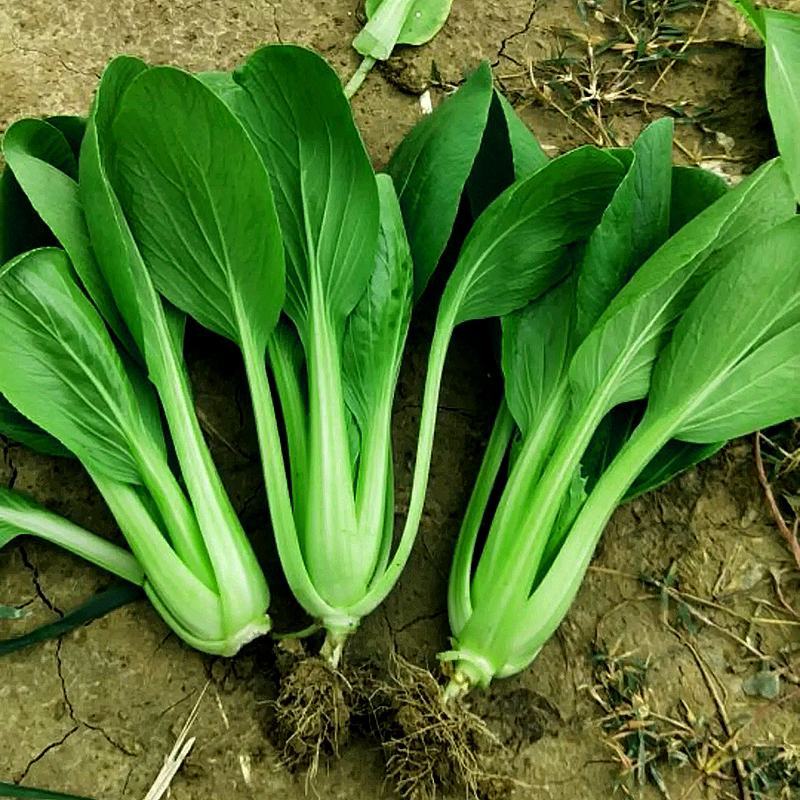 秀青1号鸡毛菜种子青梗菜小白菜早熟耐寒抗旱四季