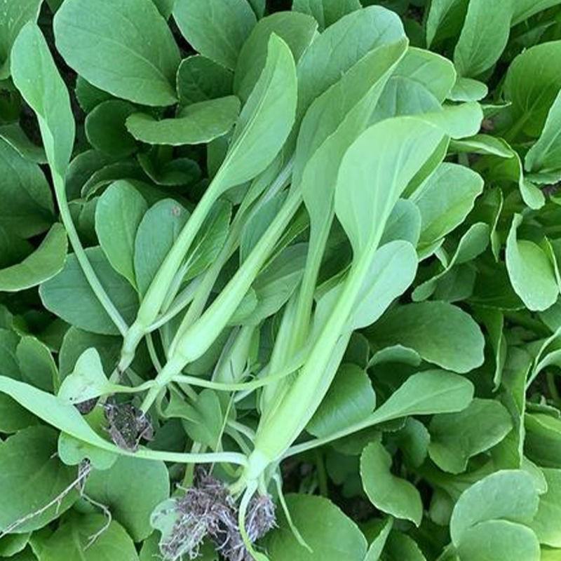 秀青1号鸡毛菜种子青梗菜小白菜早熟耐寒抗旱四季