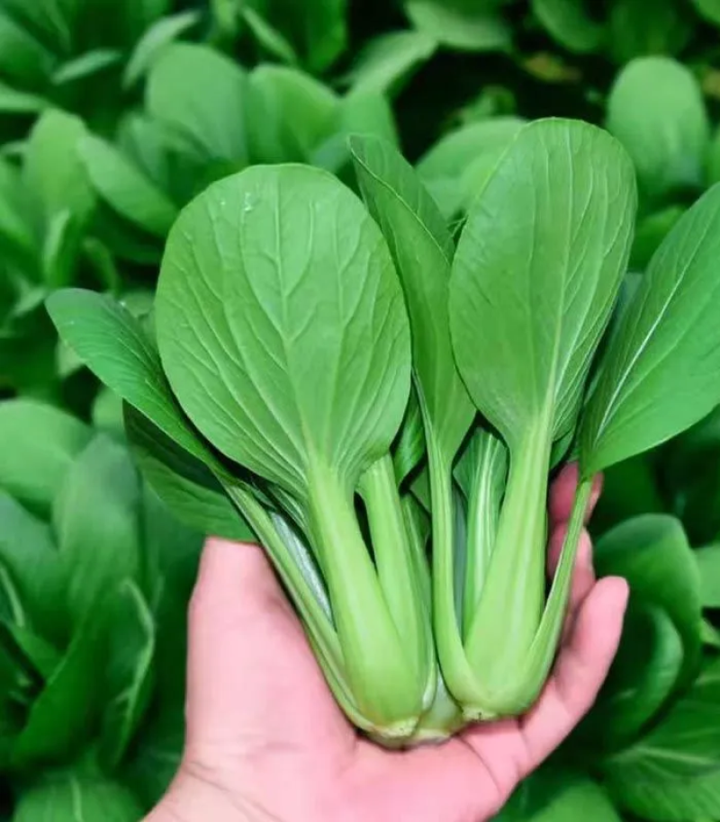 秀青1号鸡毛菜种子青梗菜小白菜早熟耐寒抗旱四季
