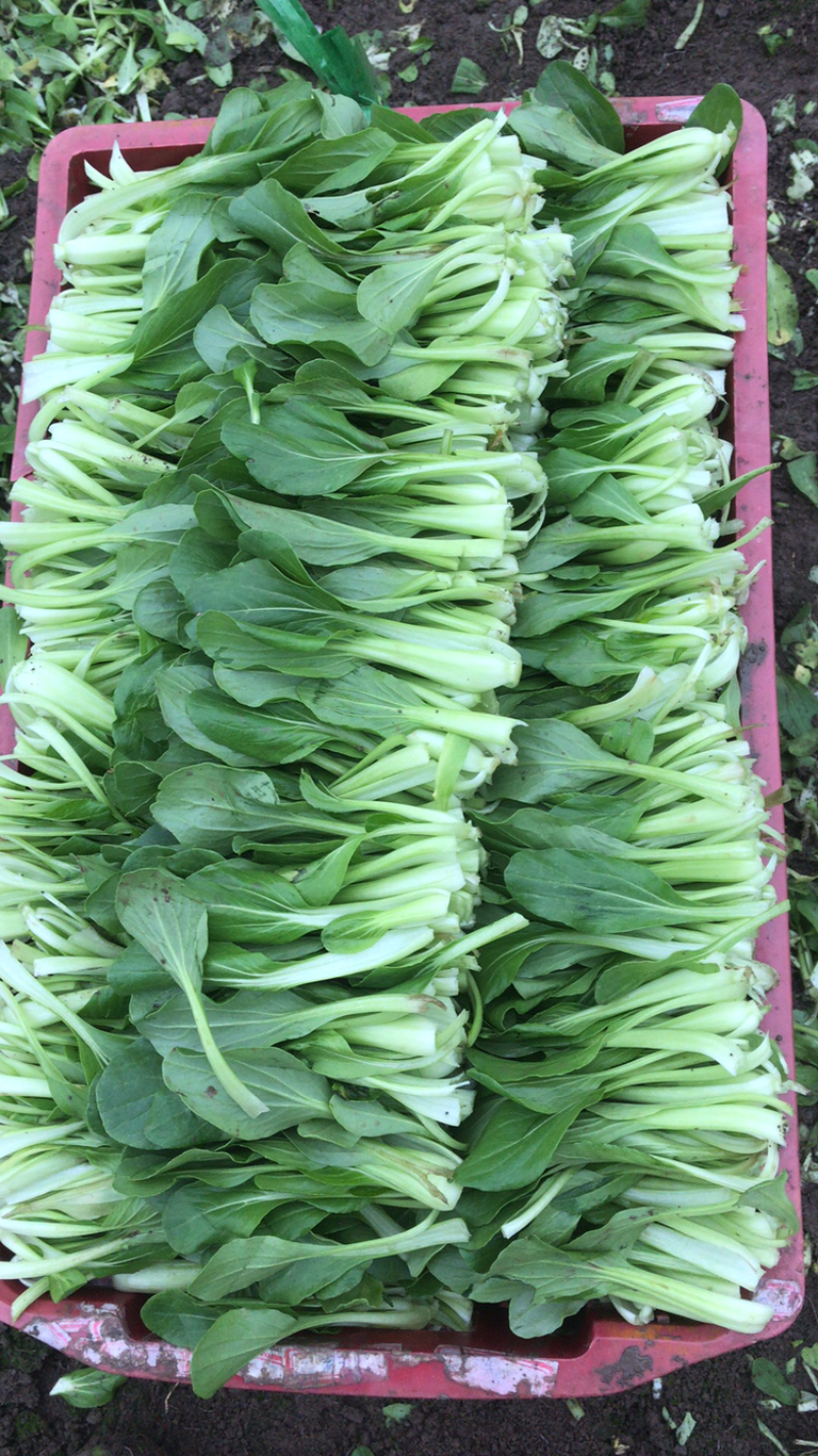 秀青1号鸡毛菜种子青梗菜小白菜早熟耐寒抗旱四季