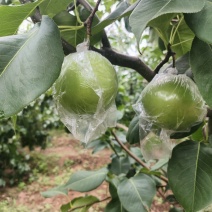 玉露香需要的老板联系，还有各种水果需要的看过来