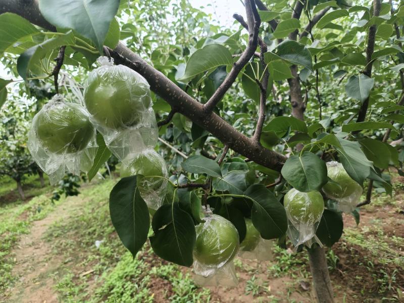 玉露香需要的老板联系，还有各种水果需要的看过来
