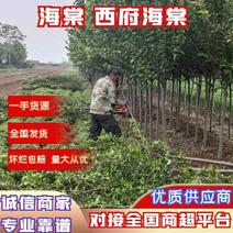 【推荐】海棠3-10公分西府海棠绿化苗木土球裸根