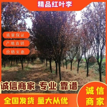 【推荐】红叶李规格齐全5-20公分裸根土球绿化占地