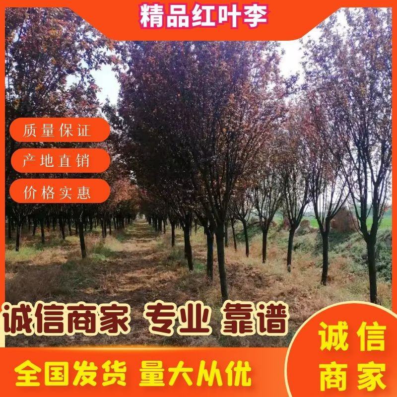 【推荐】红叶李规格齐全5-20公分裸根土球绿化占地