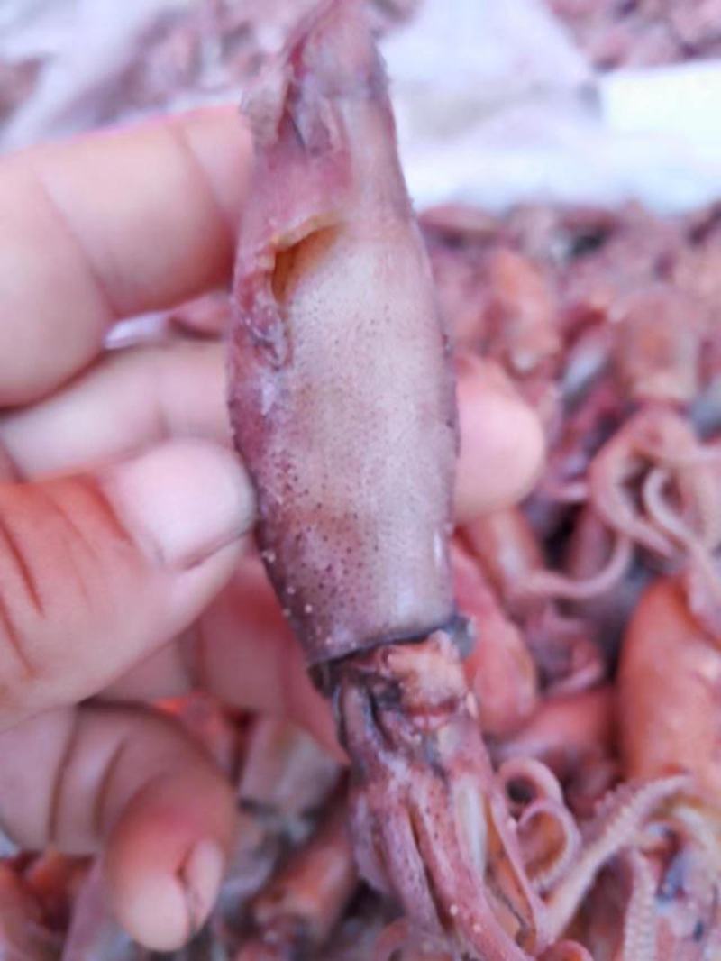 海兔笔管鱼工厂鲜货发量大价优质量保障欢迎订购