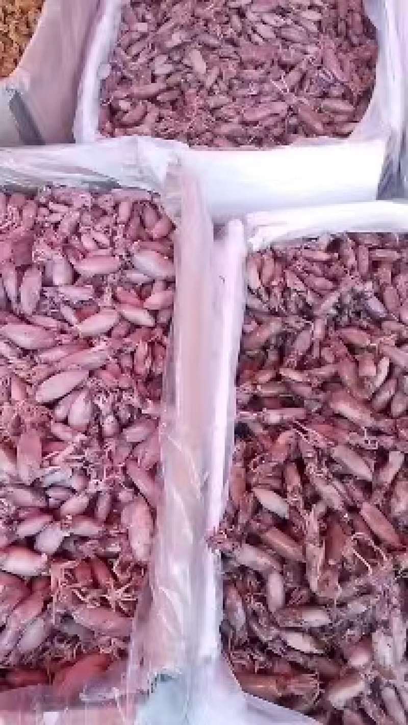 海兔笔管鱼工厂鲜货发量大价优质量保障欢迎订购