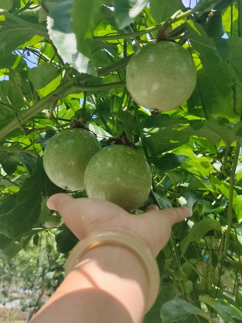 黄金百香果