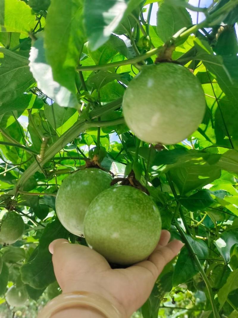 黄金百香果